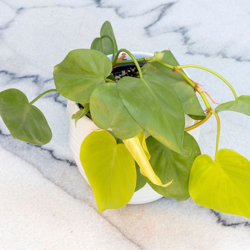 Philodendron x scandens Neon - Philodendron hybride Neon (Plant habit)