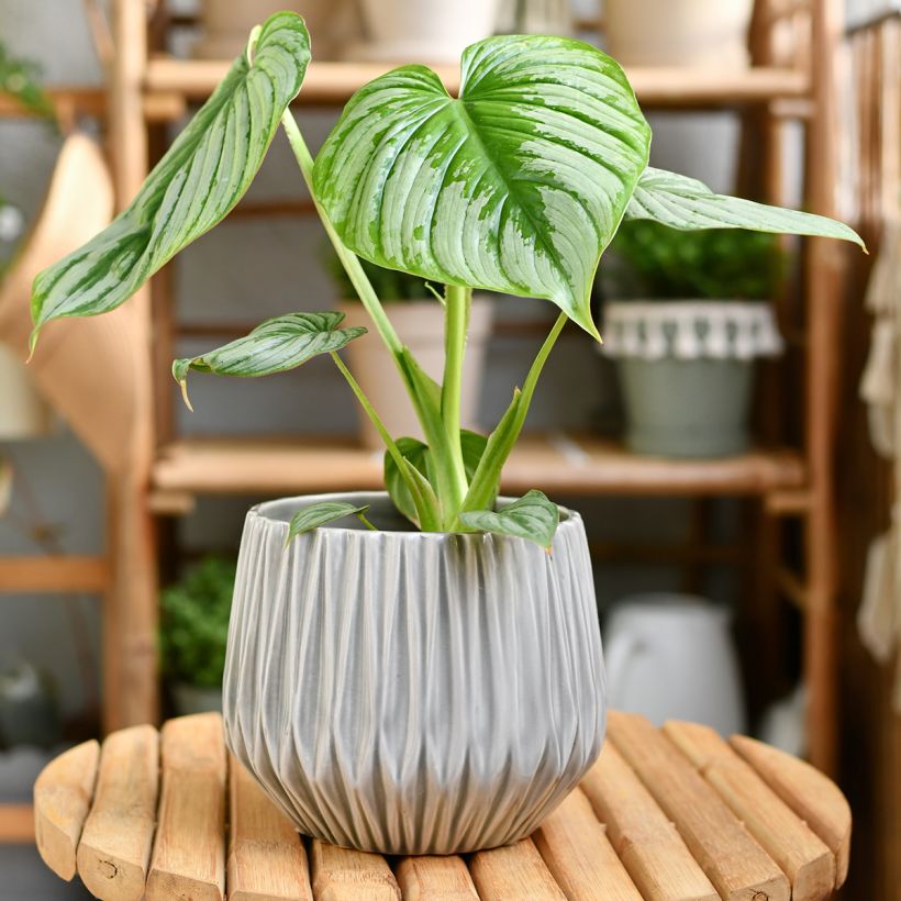 Philodendron mamei (Plant habit)