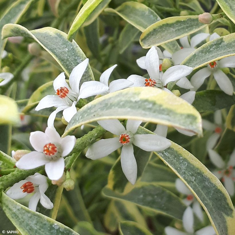 Eriostemon myoporoides GOLD TOUCH (Flowering)