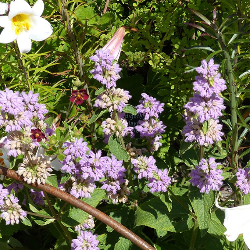 Phlomis cashmeriana (Flowering)