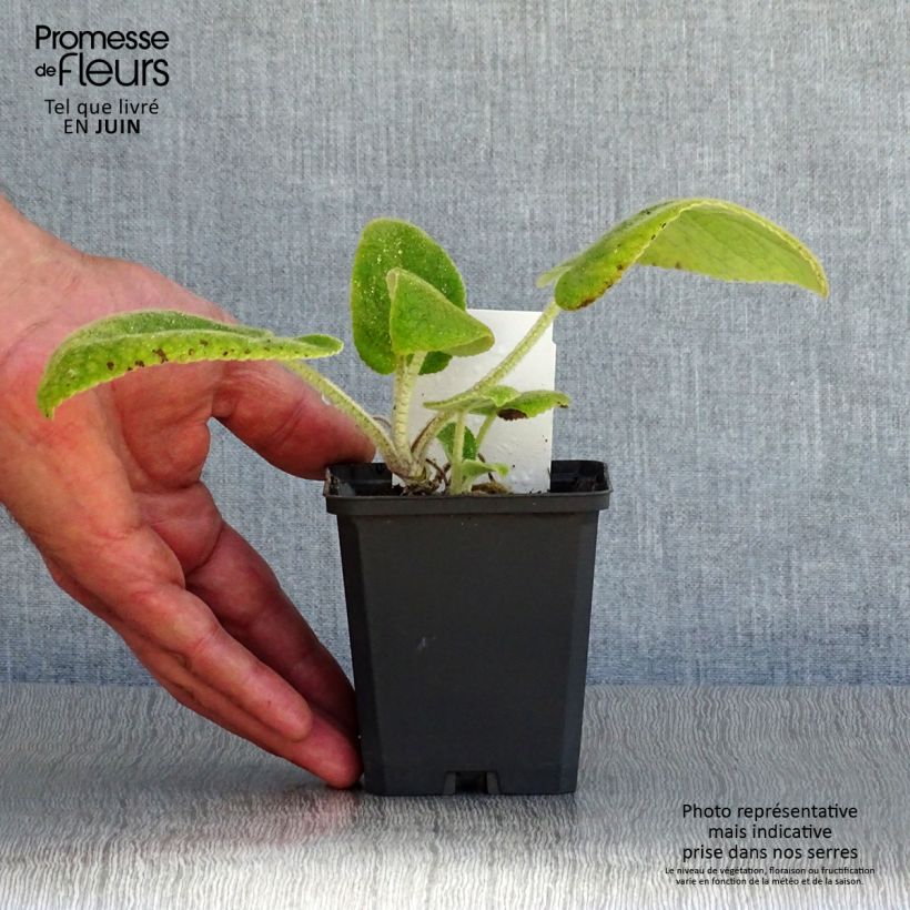 Phlomis russeliana - Jerusalem Sage 8/9 cm pot sample as delivered in summer