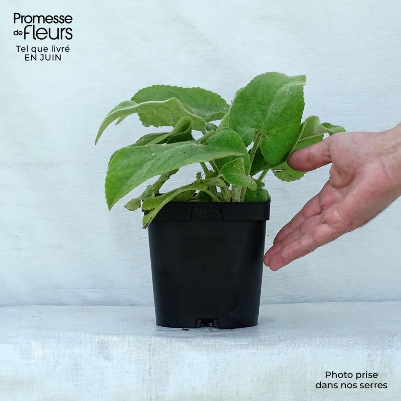 Phlomis russeliana - Jerusalem Sage 2L/3L pot sample as delivered in summer