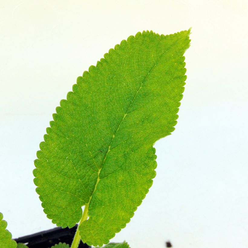 Phlomis cashmeriana (Foliage)