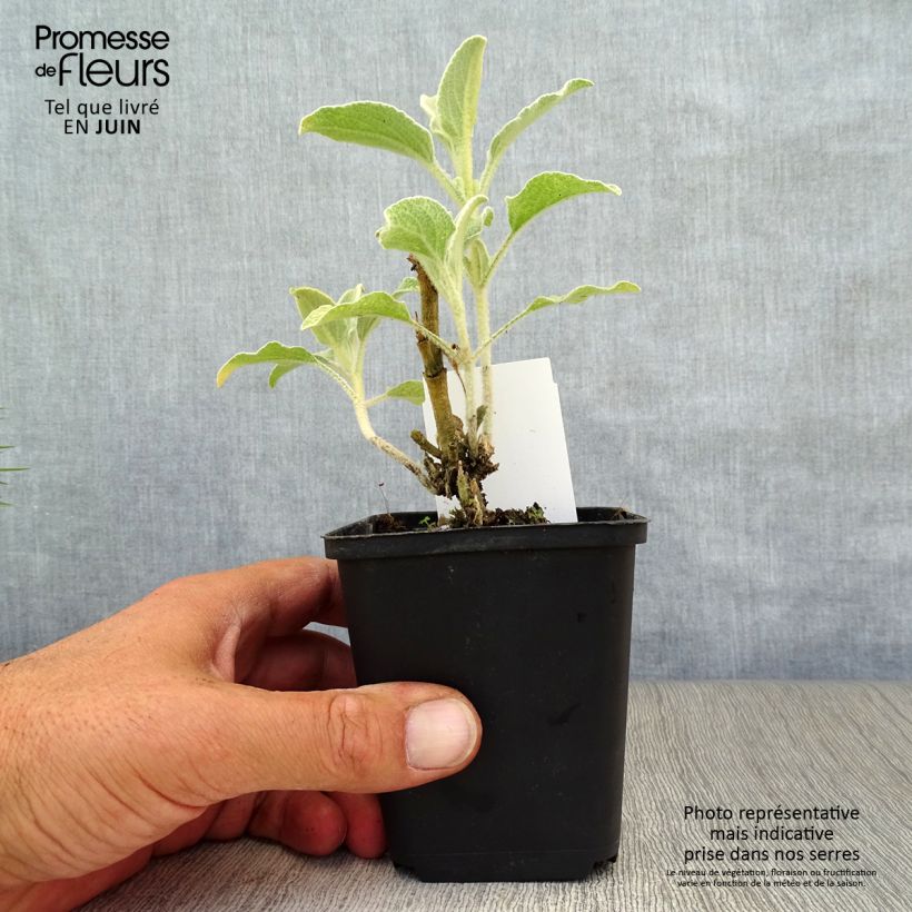 Phlomis fruticosa - Jerusalem Sage 8/9 cm pot sample as delivered in summer