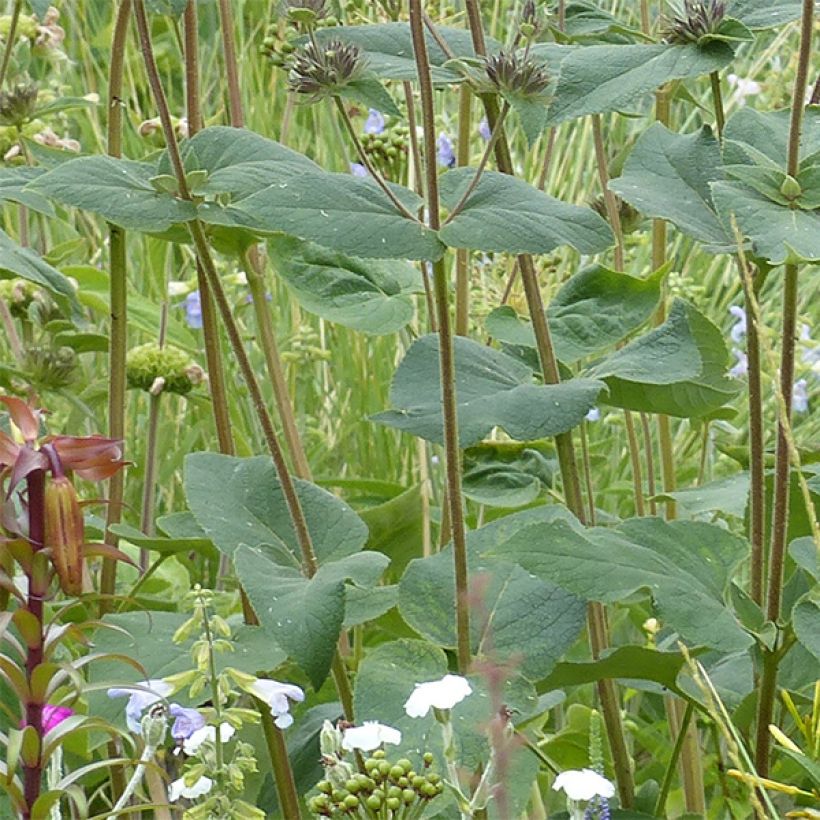 Phlomis samia  (Foliage)