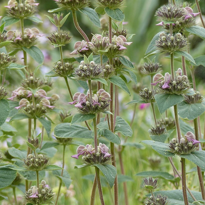 Phlomis samia  (Flowering)