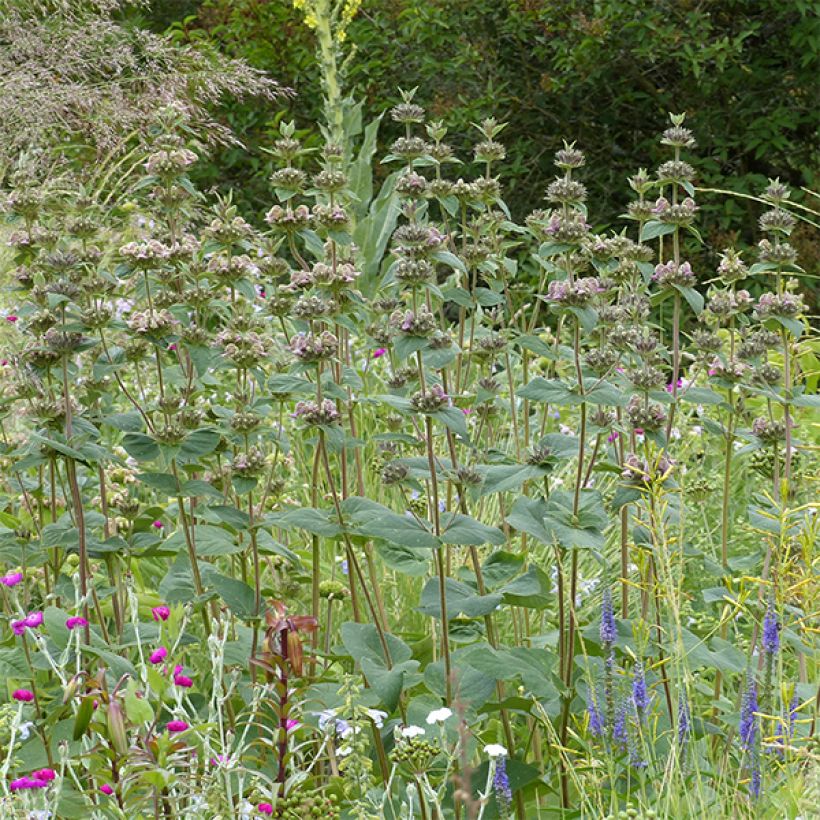 Phlomis samia  (Plant habit)