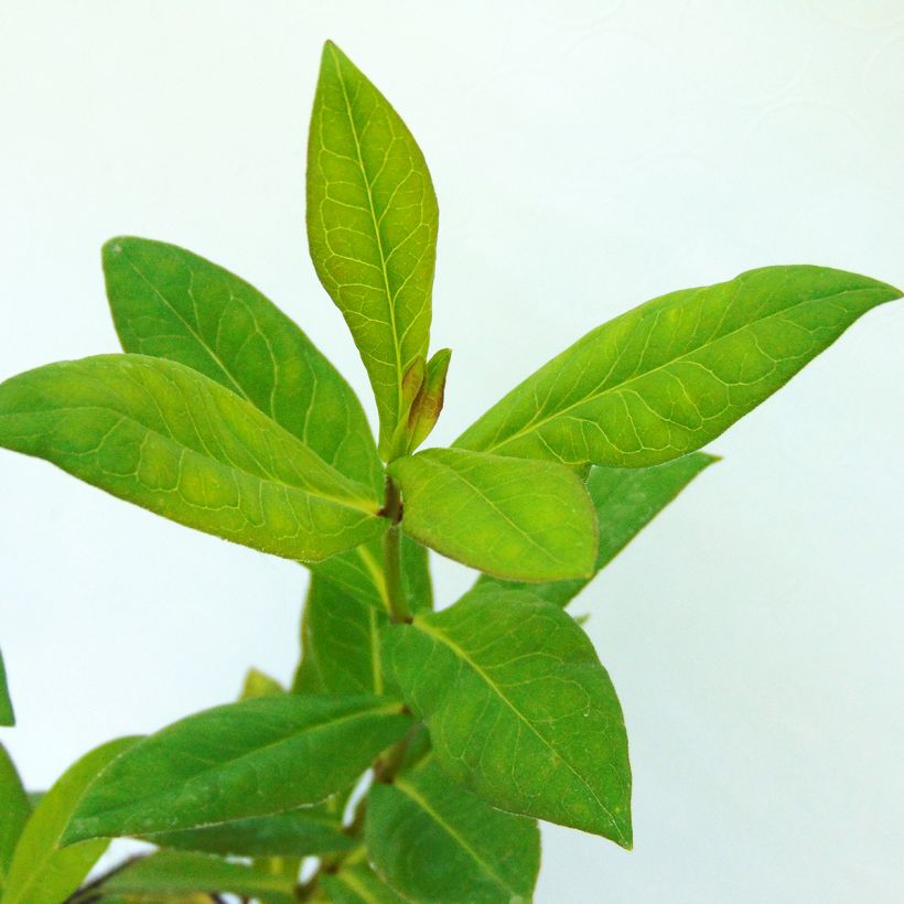 Phlox paniculata Bambini Candy Crush (Foliage)