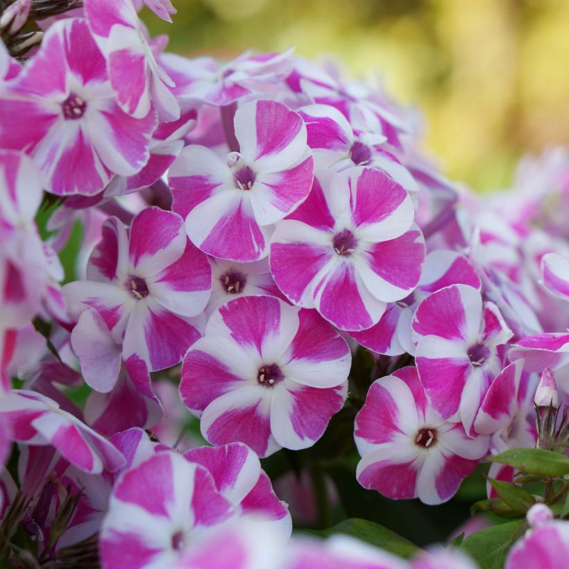 Phlox paniculata Bambini Candy Crush (Flowering)