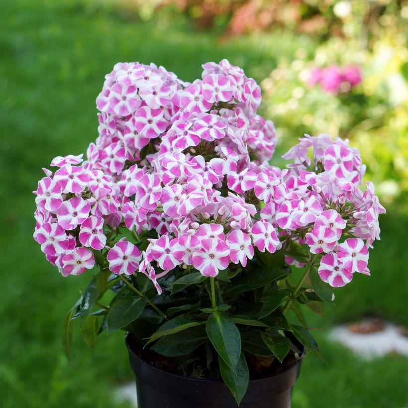 Phlox paniculata Bambini Candy Crush (Plant habit)