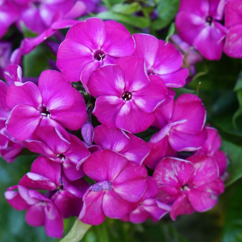 Phlox paniculata Bambini Desire (Flowering)