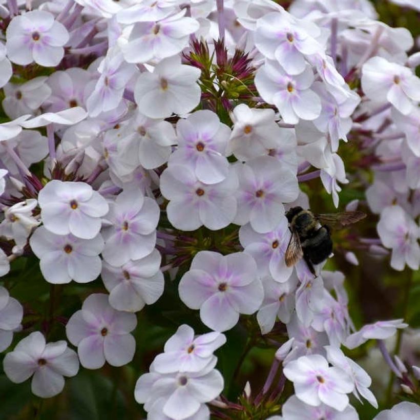 Phlox x paniculata 'Fashionably Early Crystal' (Flowering)