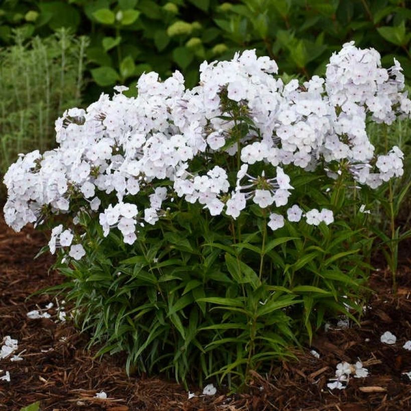 Phlox x paniculata 'Fashionably Early Crystal' (Plant habit)