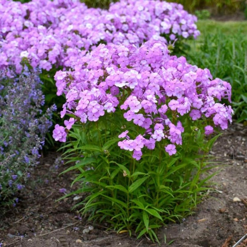 Phlox paniculata Fashionably Early Flamingo (Plant habit)