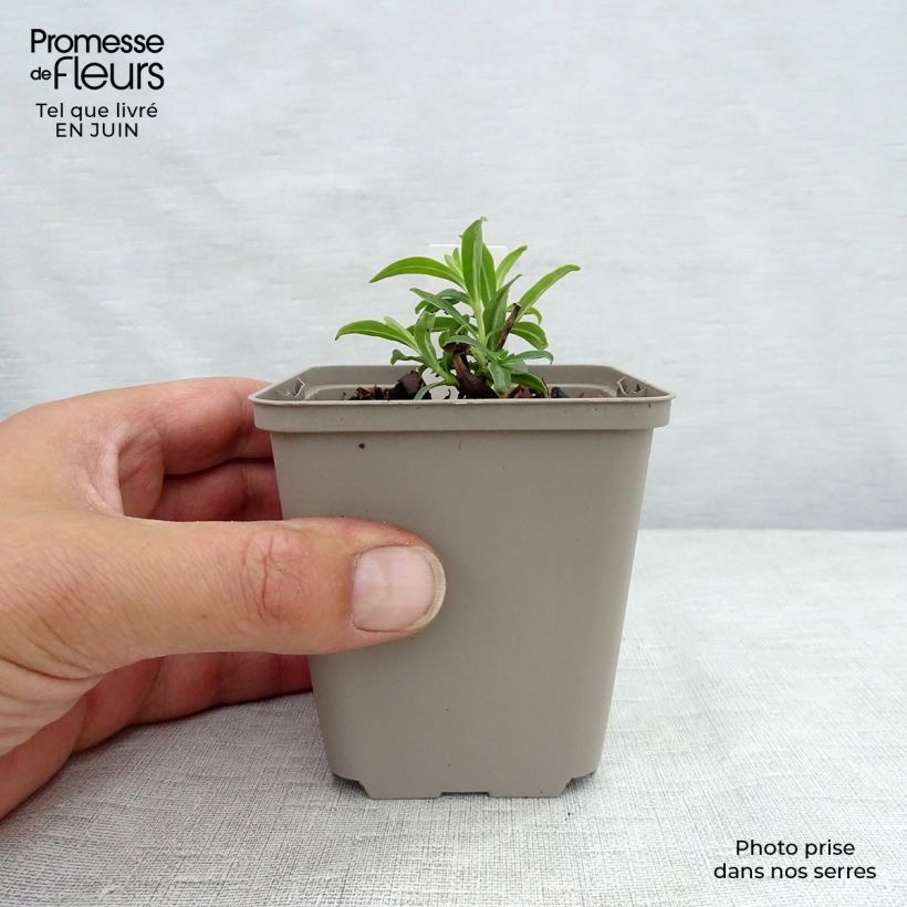 Phlox paniculata Fashionably Early Flamingo 8/9 cm pot sample as delivered in summer