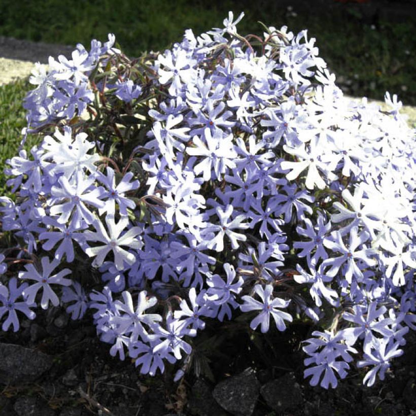 Phlox bifida 'Minima Colvin' (Flowering)