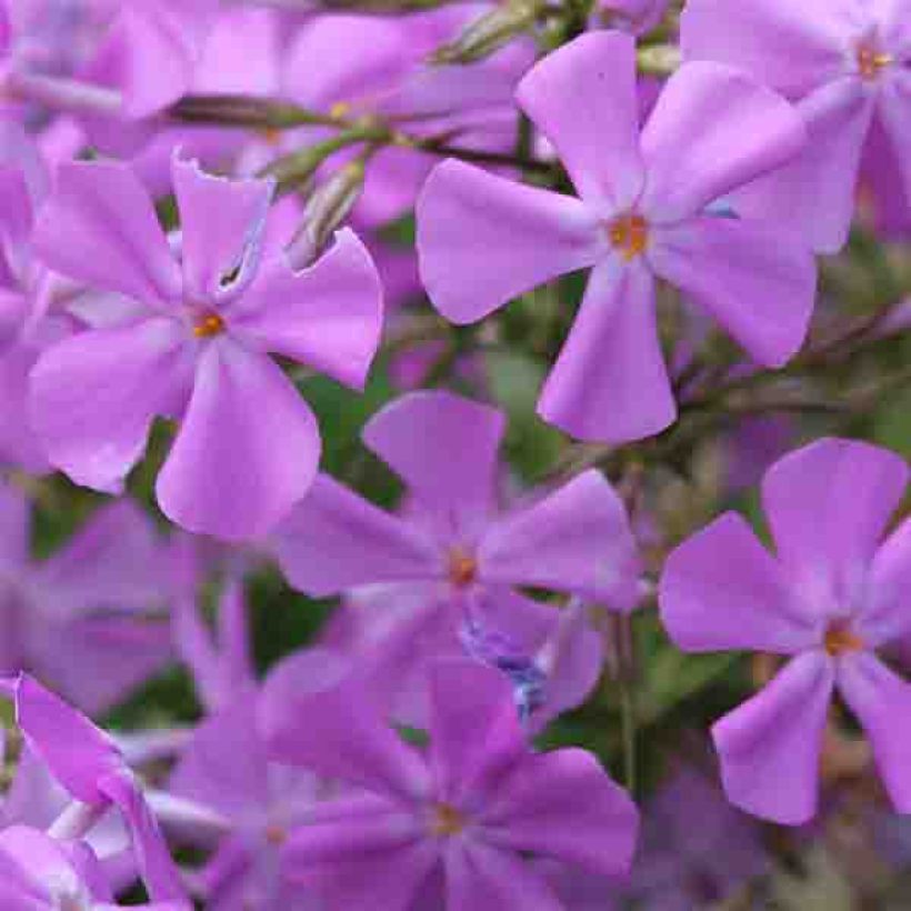 Phlox carolina Bill Baker (Flowering)