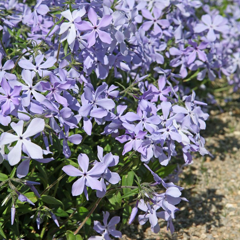 Phlox divaricata 'Clouds of Perfume' (Plant habit)