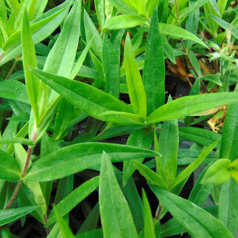 Phlox divaricata subsp. laphamii Chattahoochee (Foliage)