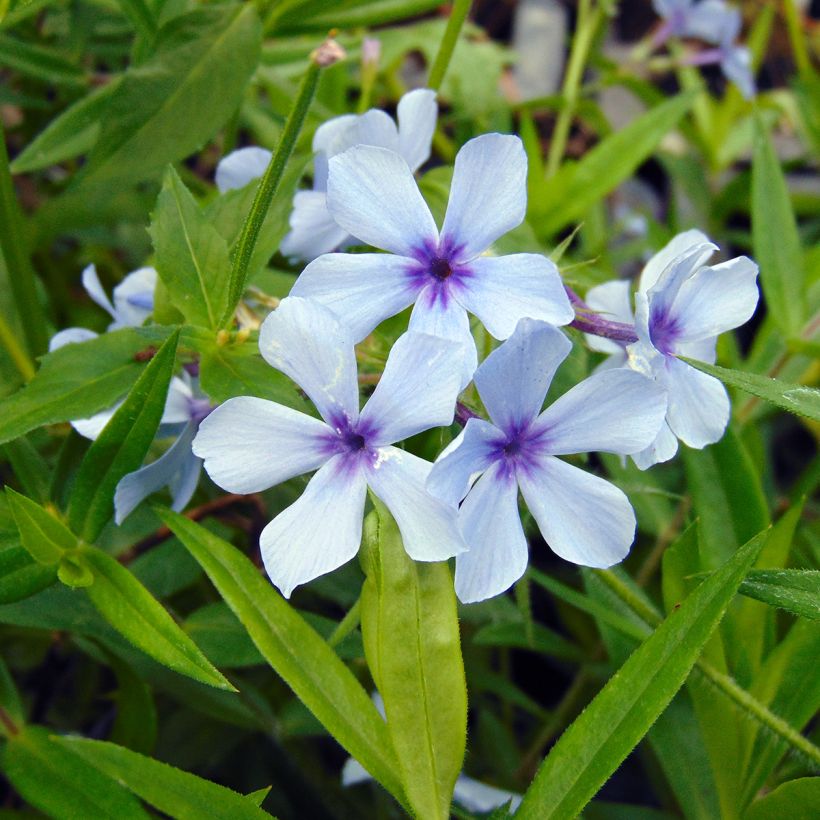 Phlox divaricata subsp. laphamii Chattahoochee (Flowering)