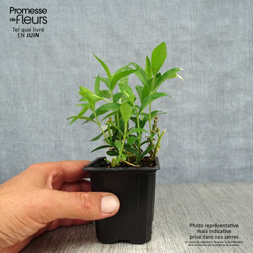 Phlox divaricata 'Clouds of Perfume' 8/9 cm pot sample as delivered in summer