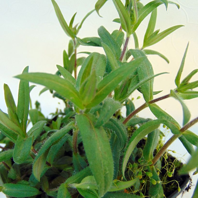 Phlox divaricata Dirigo Ice (Foliage)