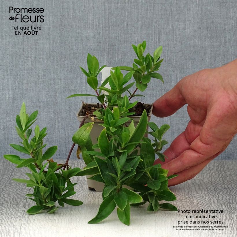 Phlox divaricata White Perfume 8/9 cm pot sample as delivered in summer