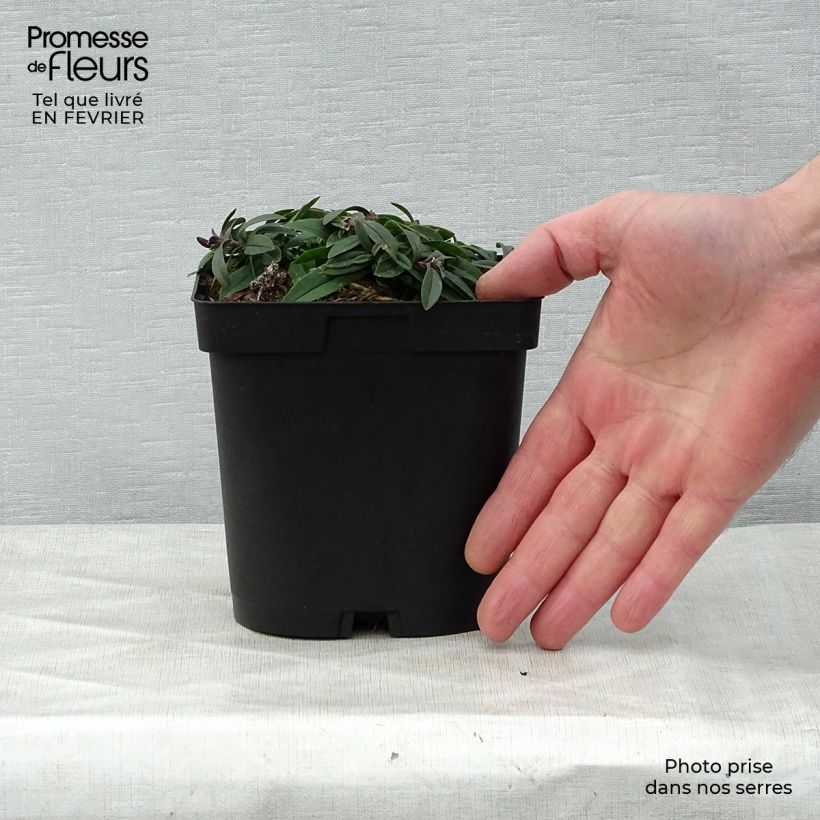 Phlox divaricata White Perfume 2L/3L pot sample as delivered in winter