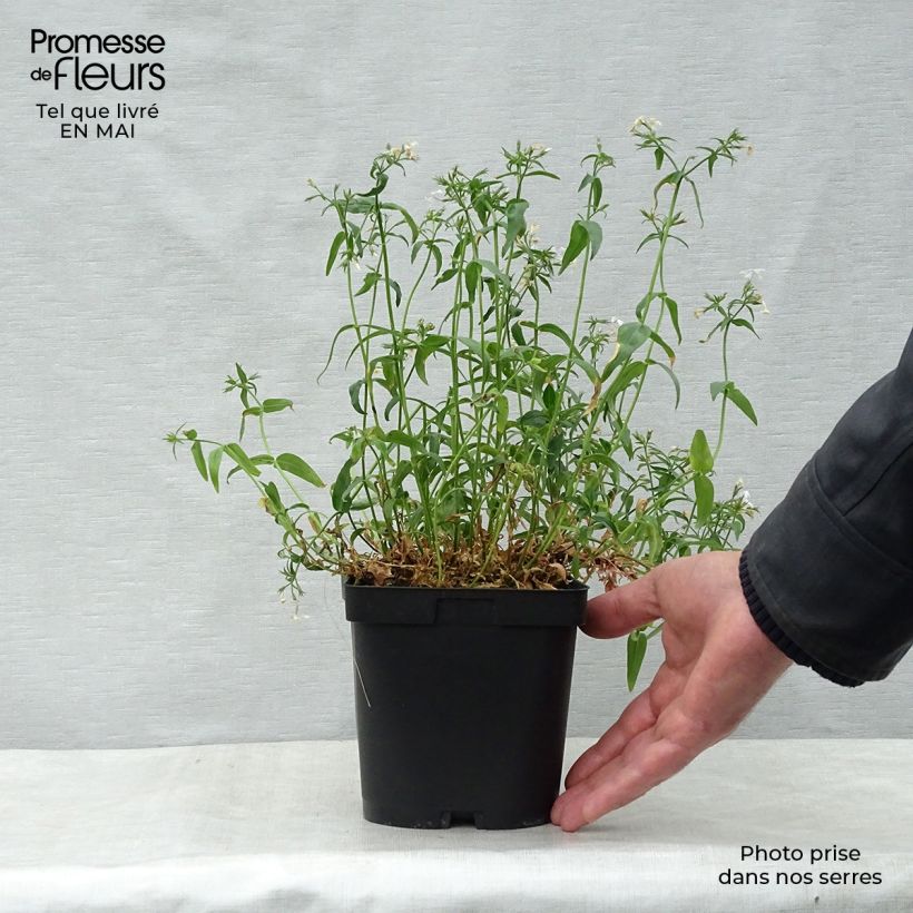 Phlox divaricata White Perfume 2L/3L pot sample as delivered in spring