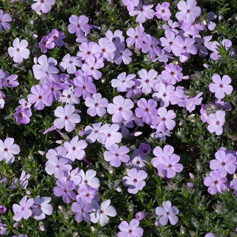 Phlox douglasii Lilac Cloud (Flowering)