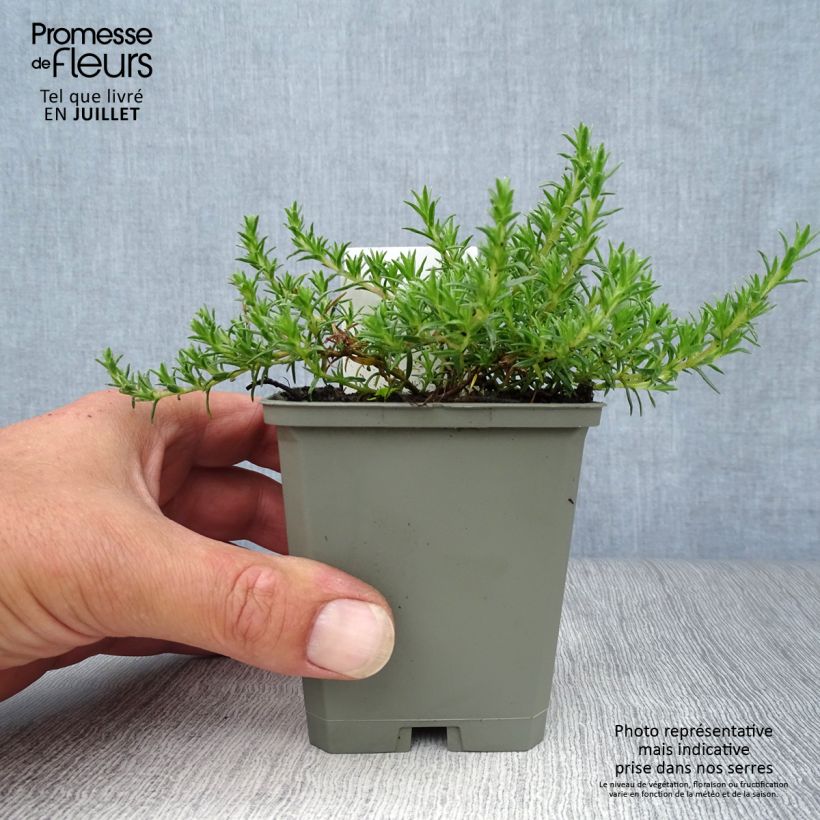 Phlox douglasii Lilac Cloud 8/9 cm pot sample as delivered in summer