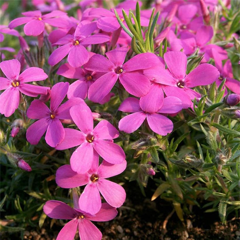 Phlox douglasii Waterloo (Flowering)