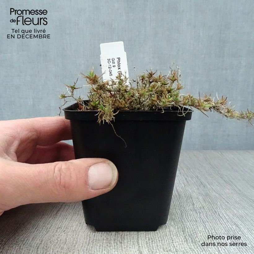 Phlox douglasii Waterloo 8/9 cm pot sample as delivered in winter