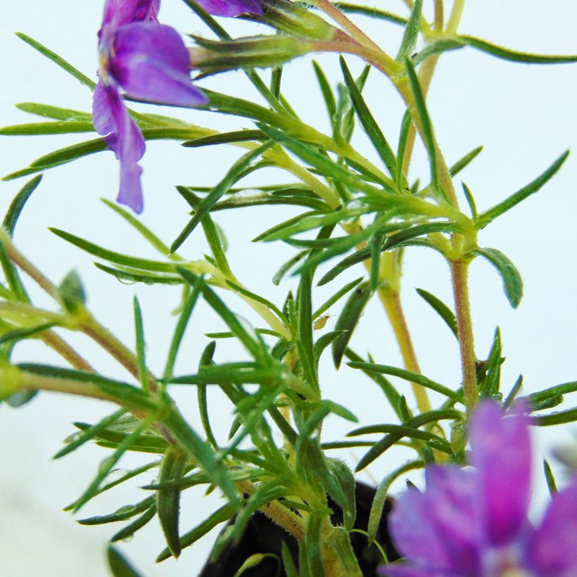 Phlox douglasii Waterloo (Foliage)