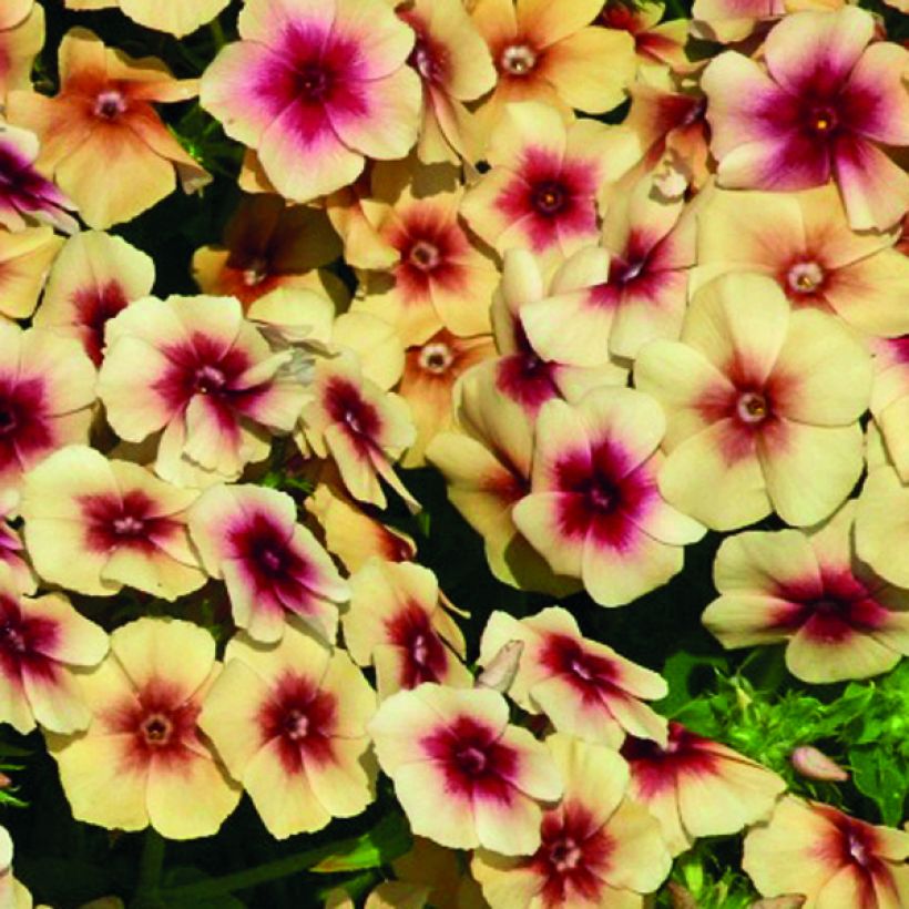 Phlox drummondii Cherry Caramel Seeds - Drummonds phlox (Flowering)