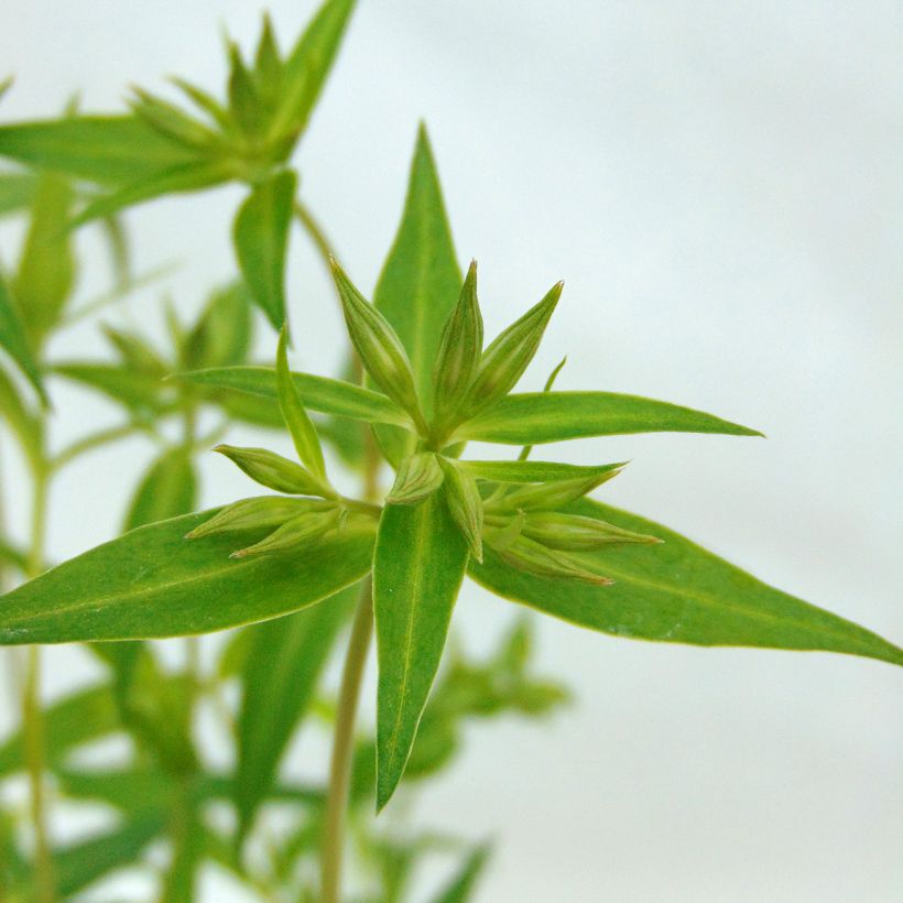 Phlox Forever Pink (Foliage)