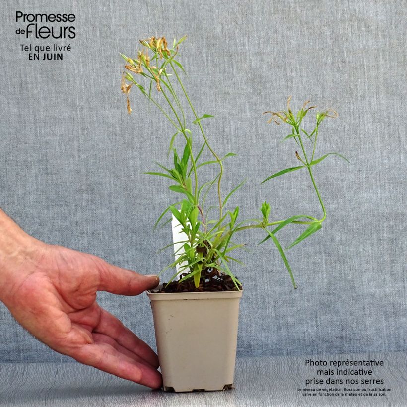 Phlox Forever Pink 8/9 cm pot sample as delivered in summer