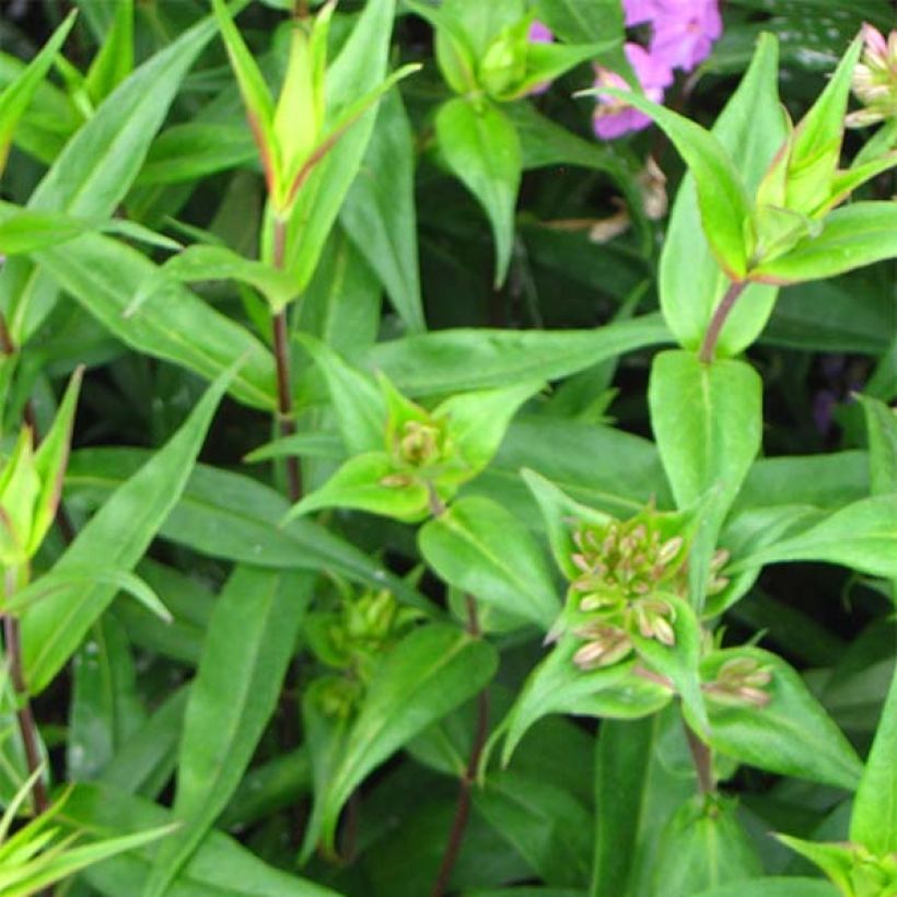 Phlox maculata Alpha (Foliage)