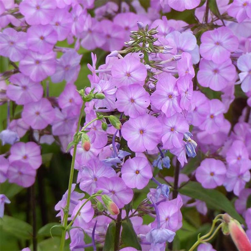 Phlox maculata Alpha (Flowering)