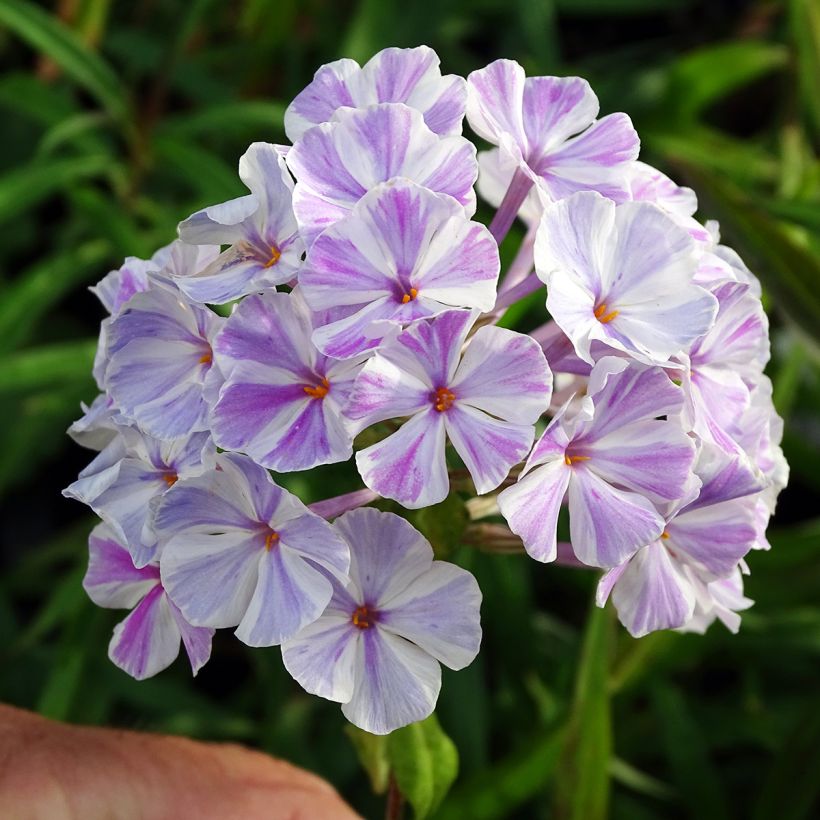 Phlox maculata Natasha (Flowering)