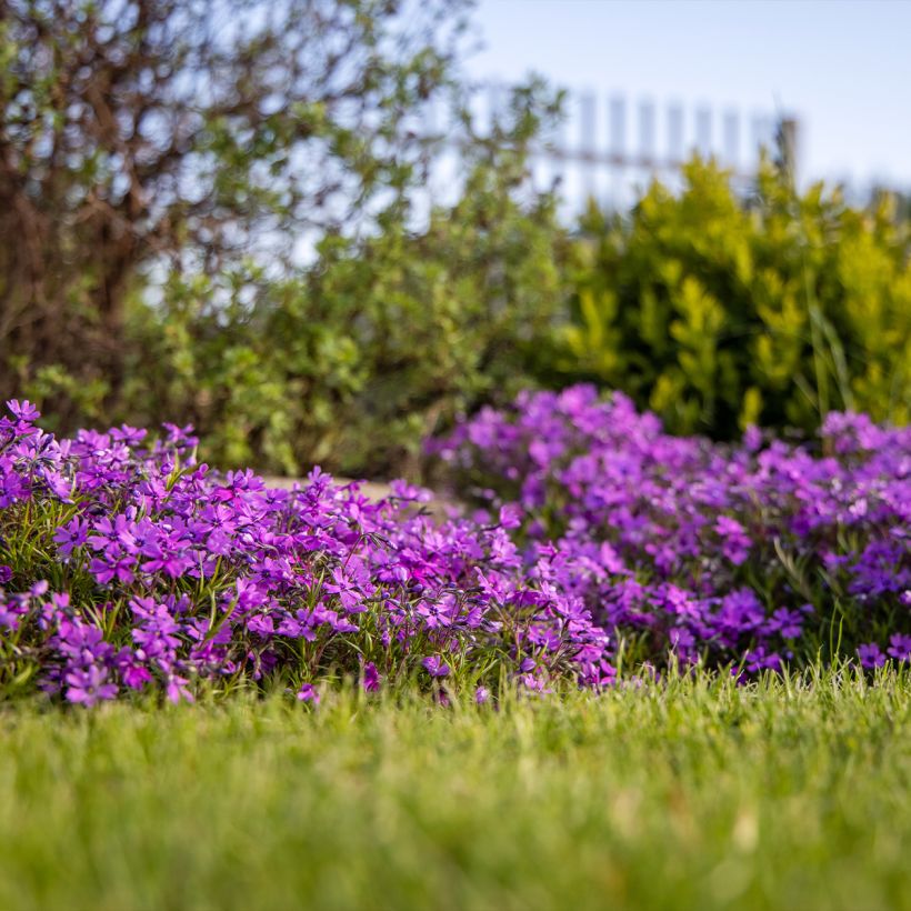 Phlox subulata Atropurpurea (Plant habit)