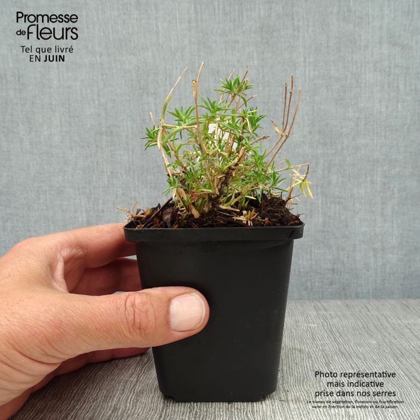 Phlox subulata Candy Stripes 8/9 cm pot sample as delivered in summer