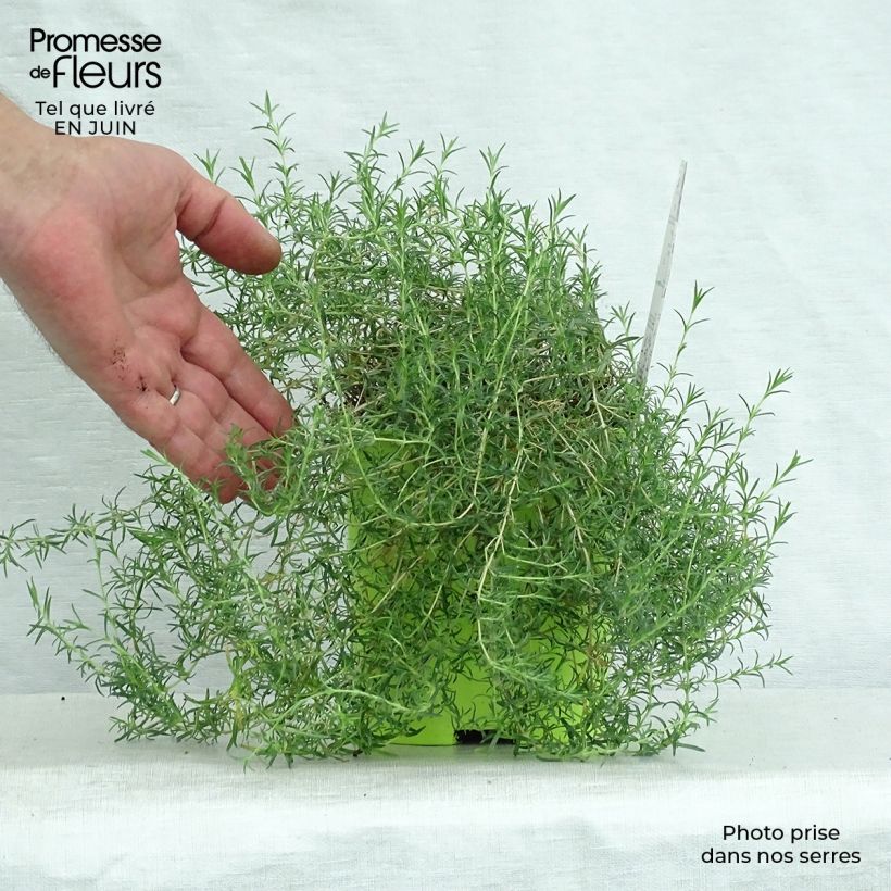 Phlox subulata Candy Stripes 1.5L/2L pot sample as delivered in summer