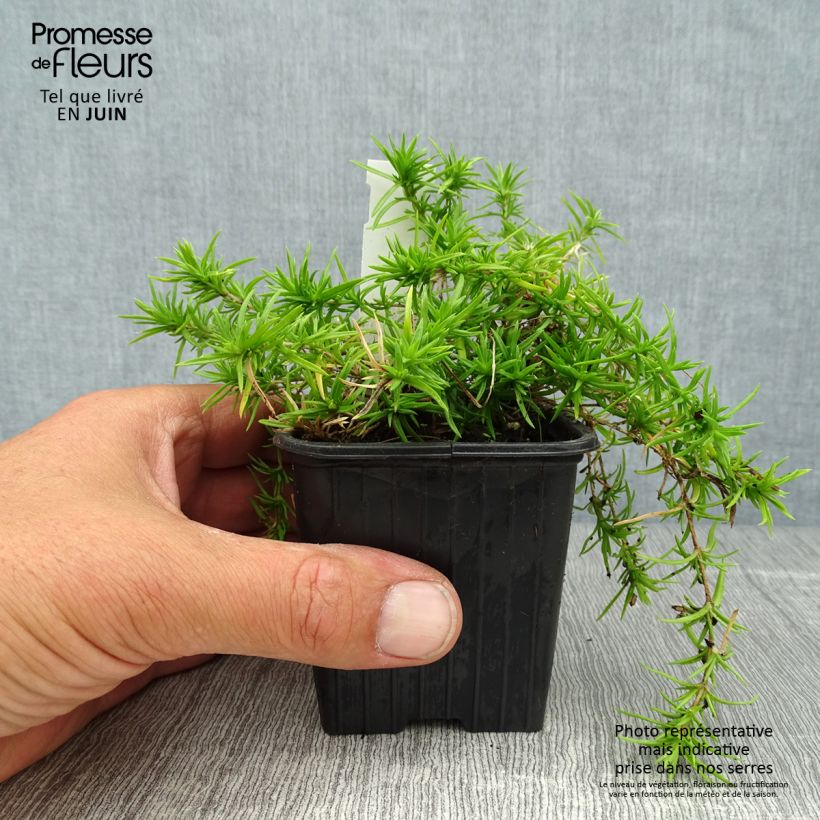 Phlox subulata Moerheimii 8/9 cm pot sample as delivered in summer