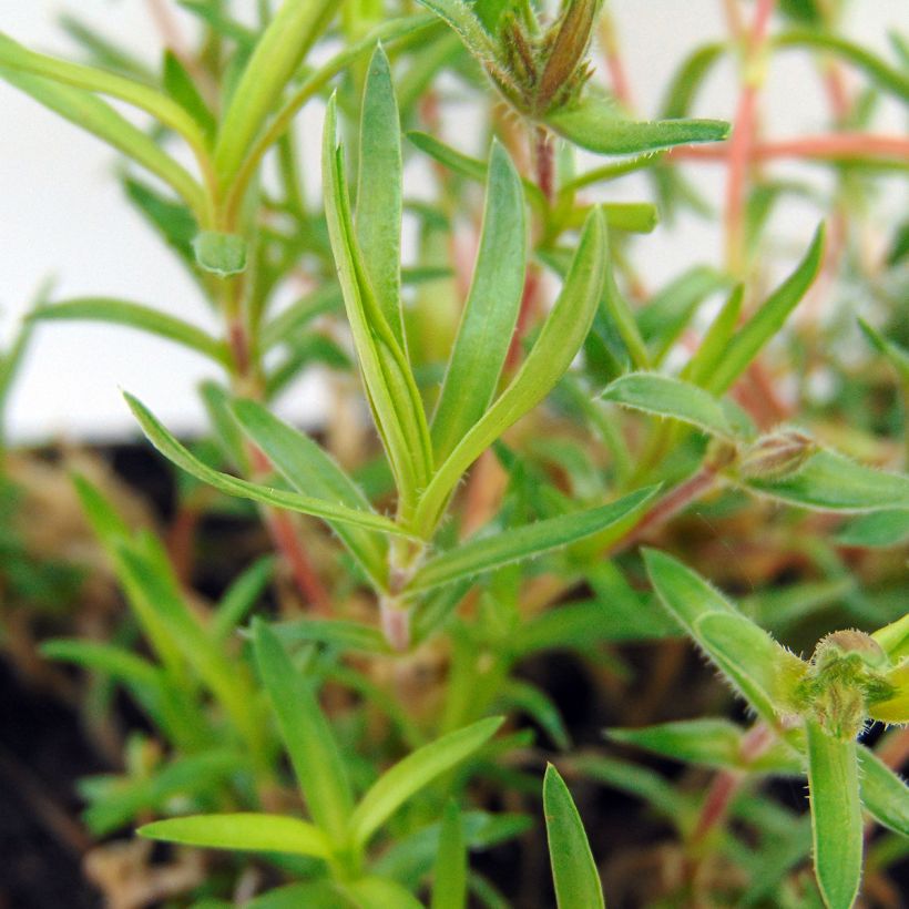 Phlox subulata Scarlet Flame (Foliage)