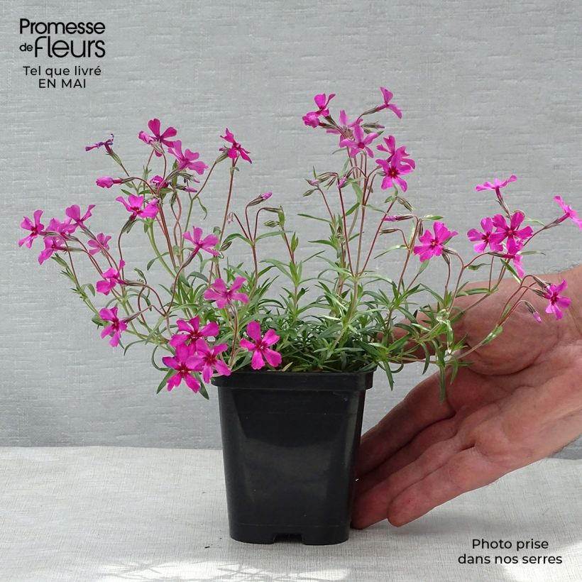 Phlox subulata Scarlet Flame sample as delivered in spring