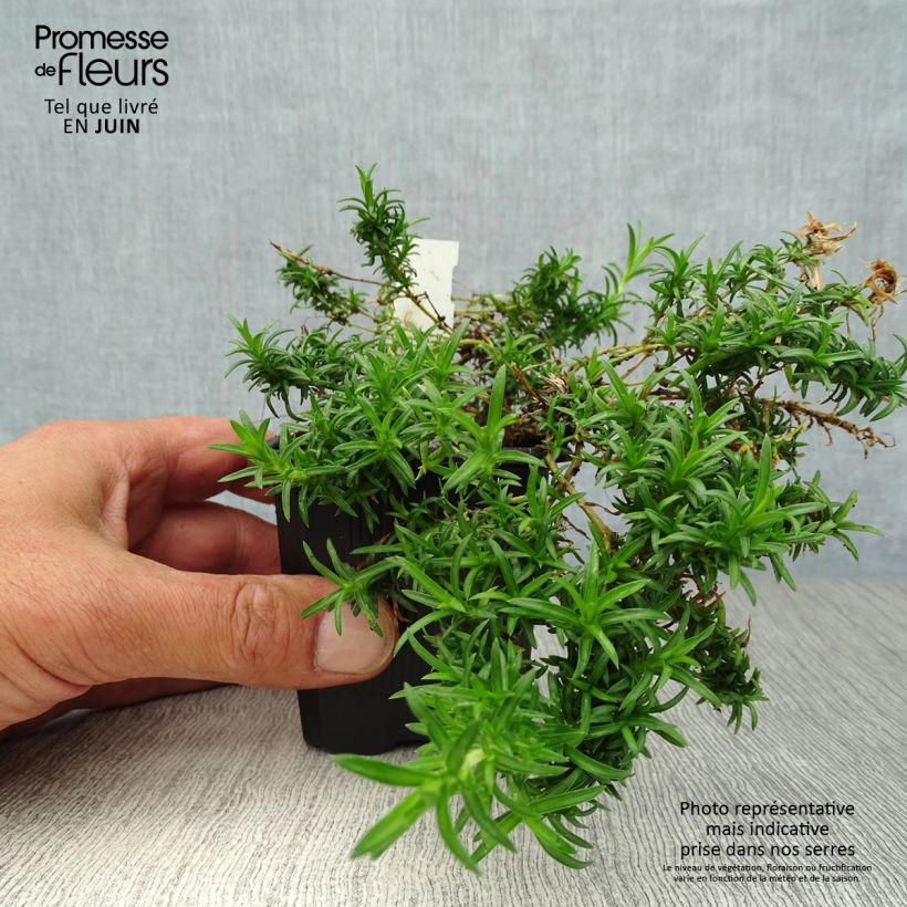 Phlox subulata White Delight 8/9 cm pot sample as delivered in summer