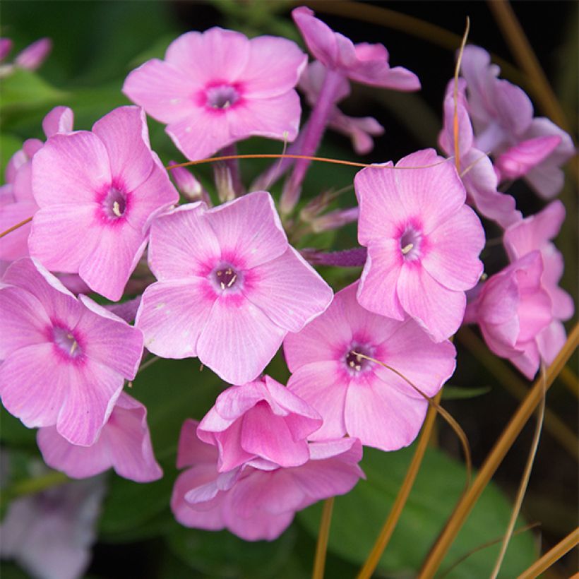 Phlox paniculata Amethyst (Flowering)