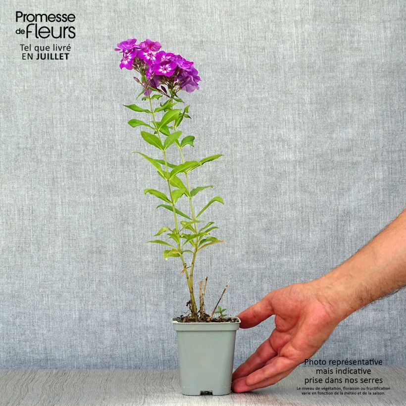 Phlox paniculata Amethyst 8/9 cm pot sample as delivered in summer