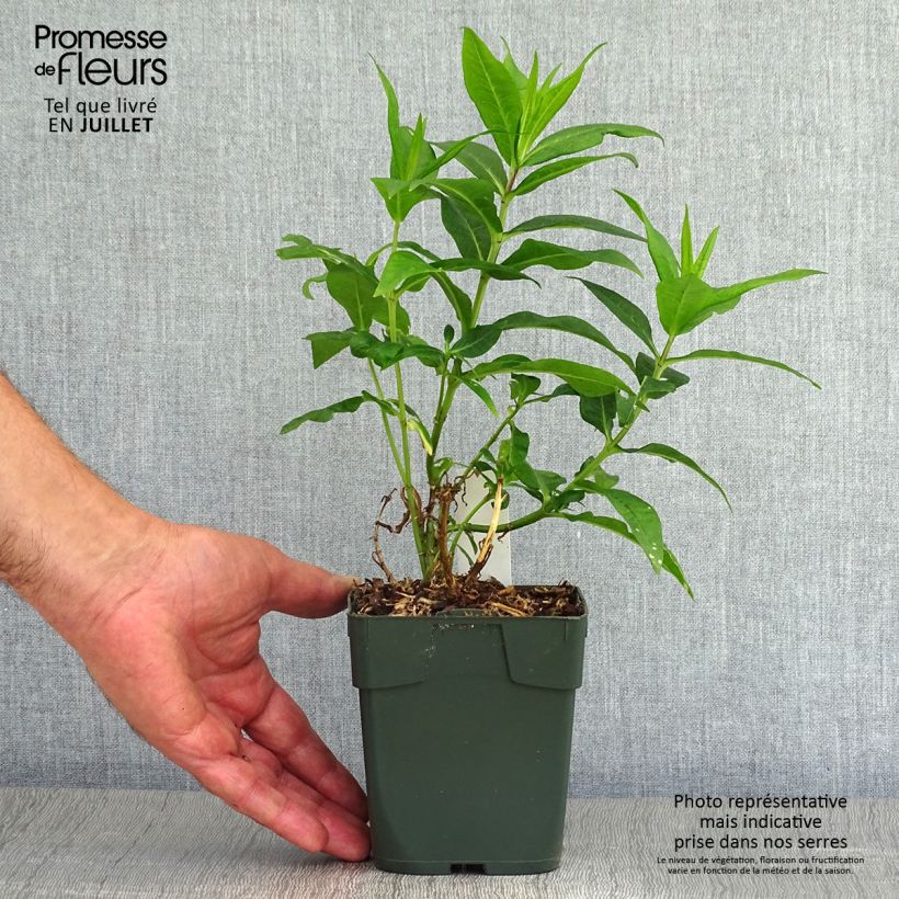 Phlox paniculata Bambini Candy Crush 10cm/11cm pot sample as delivered in summer